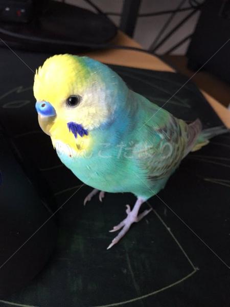 迷い鳥の写真