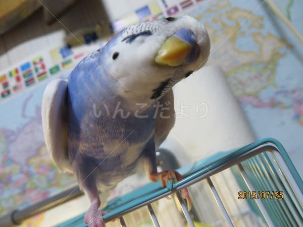 迷い鳥の写真