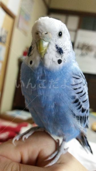 迷い鳥の写真