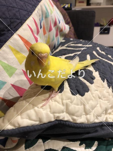 保護鳥の写真