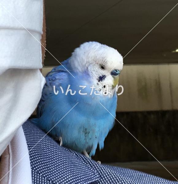迷い鳥の写真