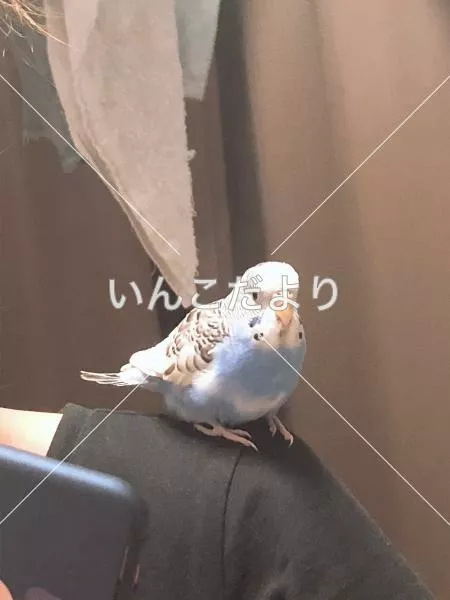保護鳥の写真