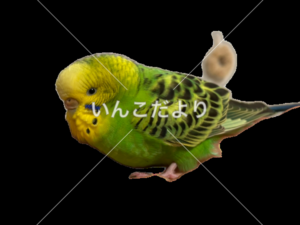 保護鳥の写真
