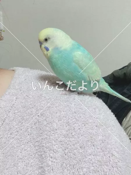 保護鳥の写真