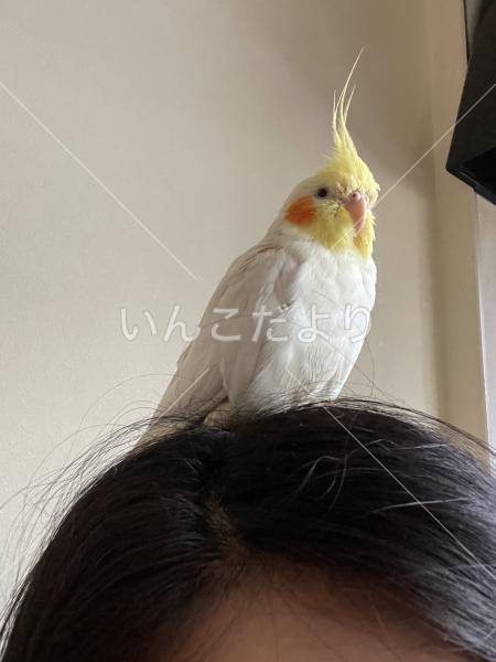 迷い鳥の写真