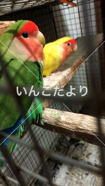 迷い鳥の写真