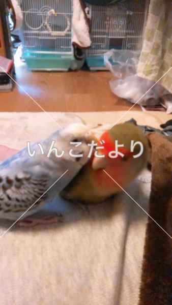 迷い鳥の写真