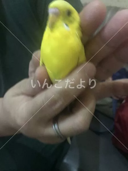 保護鳥の写真
