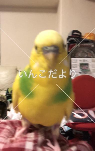 迷い鳥の写真