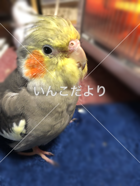 迷い鳥の写真