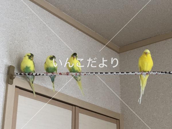 迷い鳥の写真