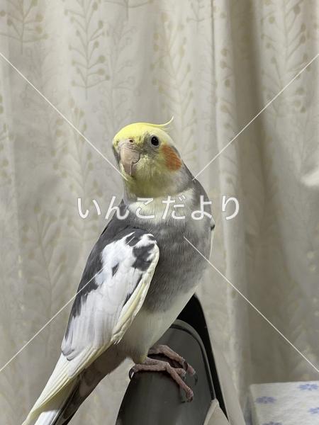 迷い鳥の写真