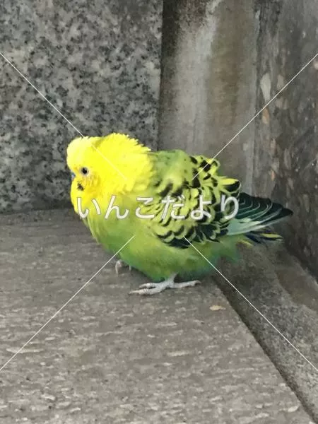 保護鳥の写真