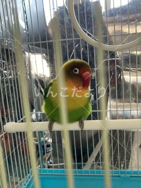 保護鳥の写真
