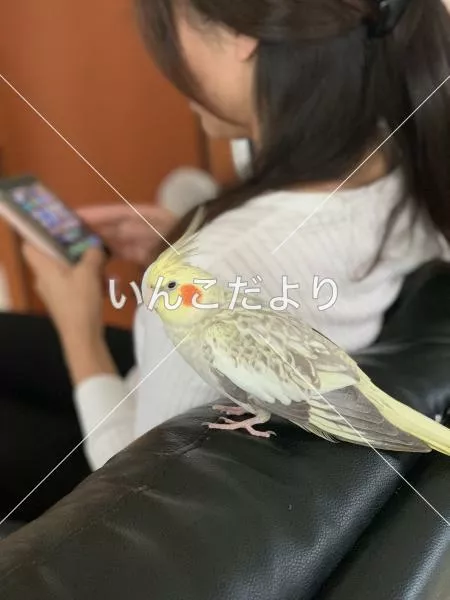 迷い鳥の写真