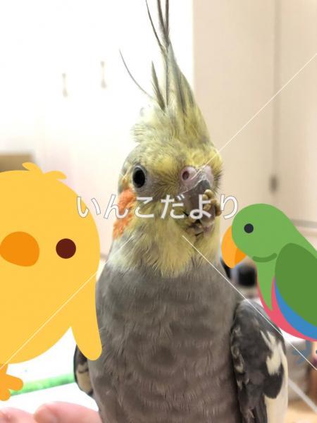 迷い鳥の写真