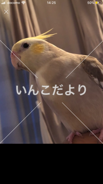 迷い鳥の写真
