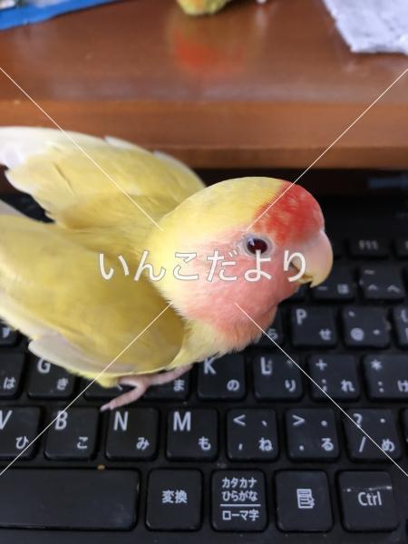 迷い鳥の写真