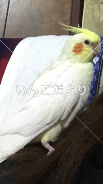 迷い鳥の写真
