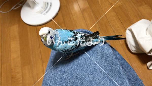 迷い鳥の写真