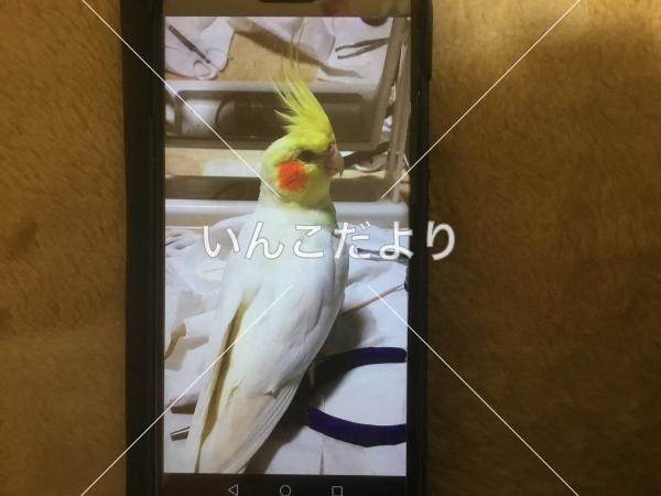 迷い鳥の写真