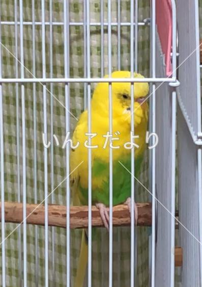 迷い鳥の写真