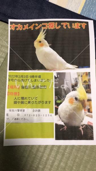 迷い鳥の写真