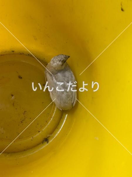 保護鳥の写真