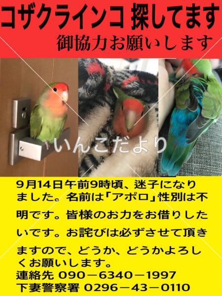 迷い鳥の写真