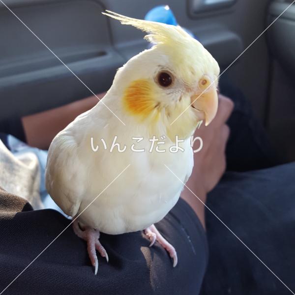 迷い鳥の写真