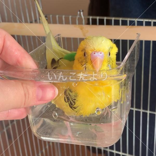 迷い鳥の写真