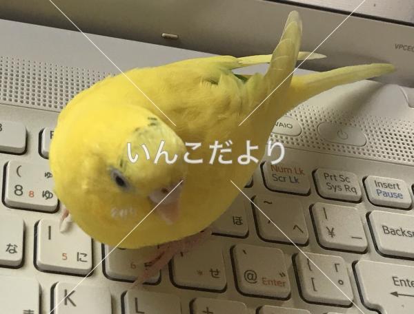 迷い鳥の写真