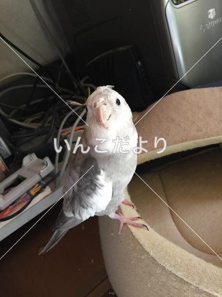 迷い鳥の写真
