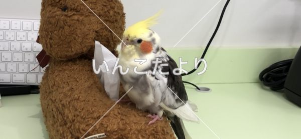 保護鳥の写真