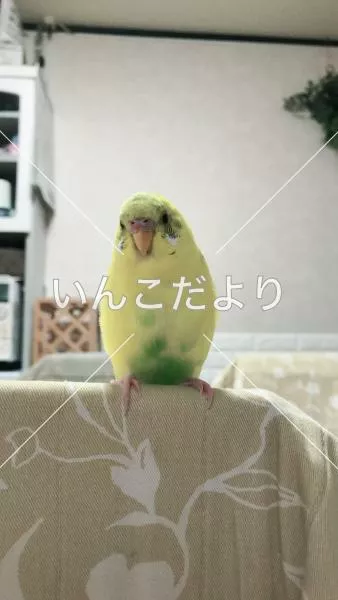 迷い鳥の写真