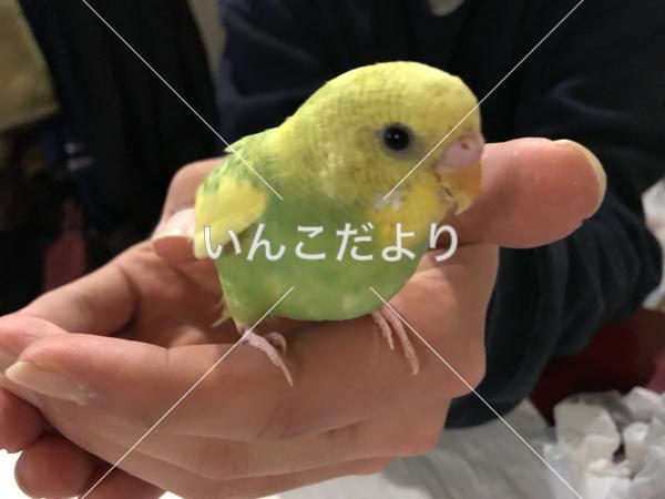 迷い鳥の写真