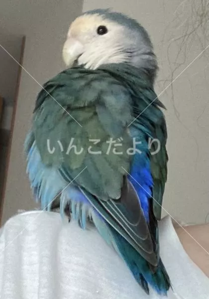 保護鳥の写真
