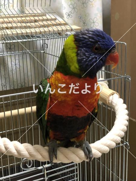 保護鳥の写真