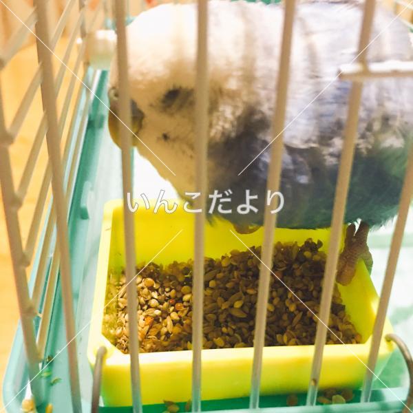 保護鳥の写真