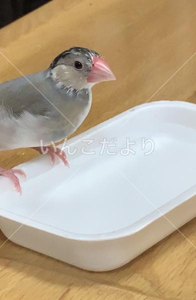 迷い鳥の写真