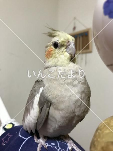 迷い鳥の写真