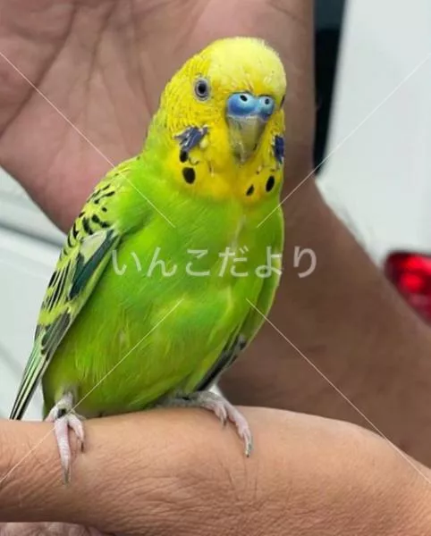 保護鳥の写真