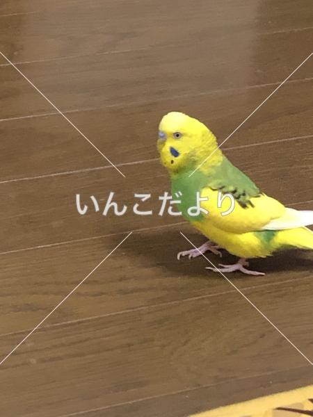 迷い鳥の写真