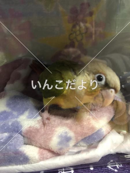 迷い鳥の写真