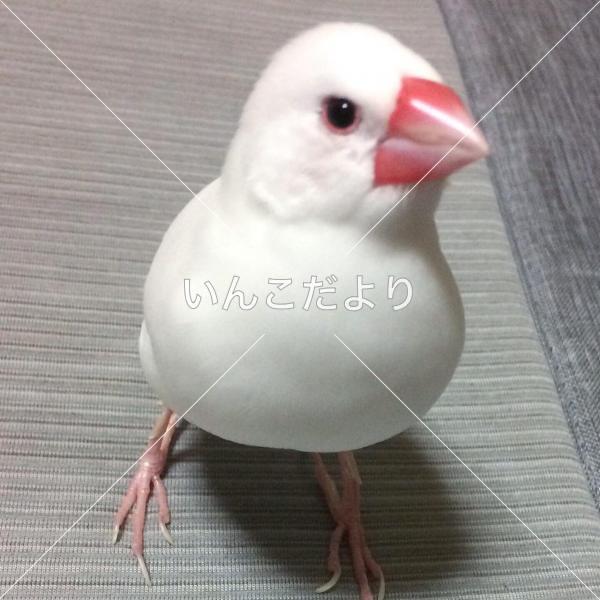迷い鳥の写真