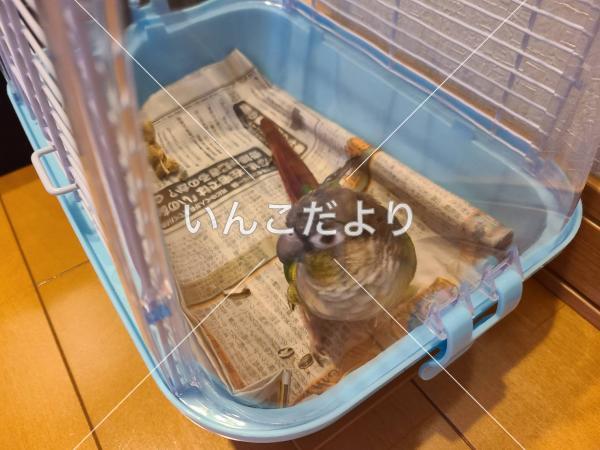 保護鳥の写真