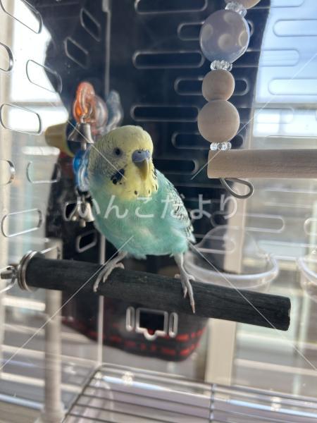 迷い鳥の写真