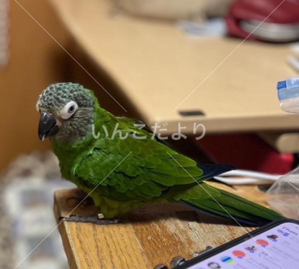 迷い鳥の写真