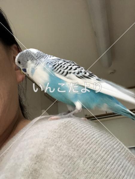 迷い鳥の写真
