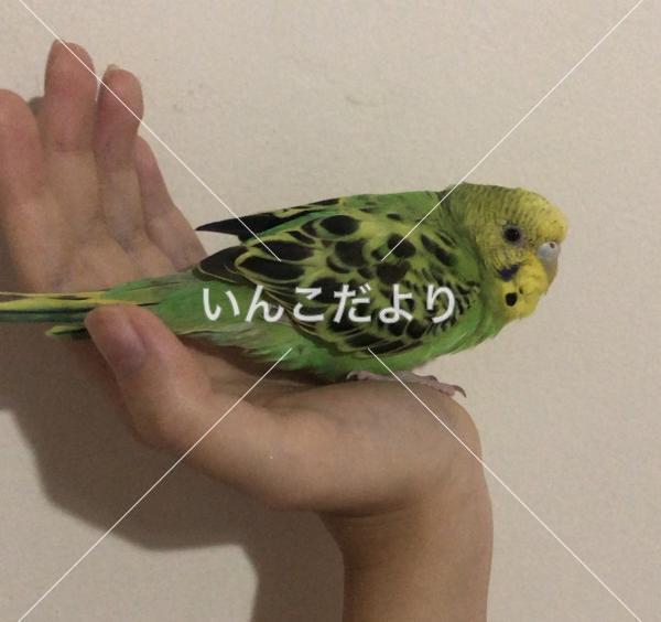 迷い鳥の写真